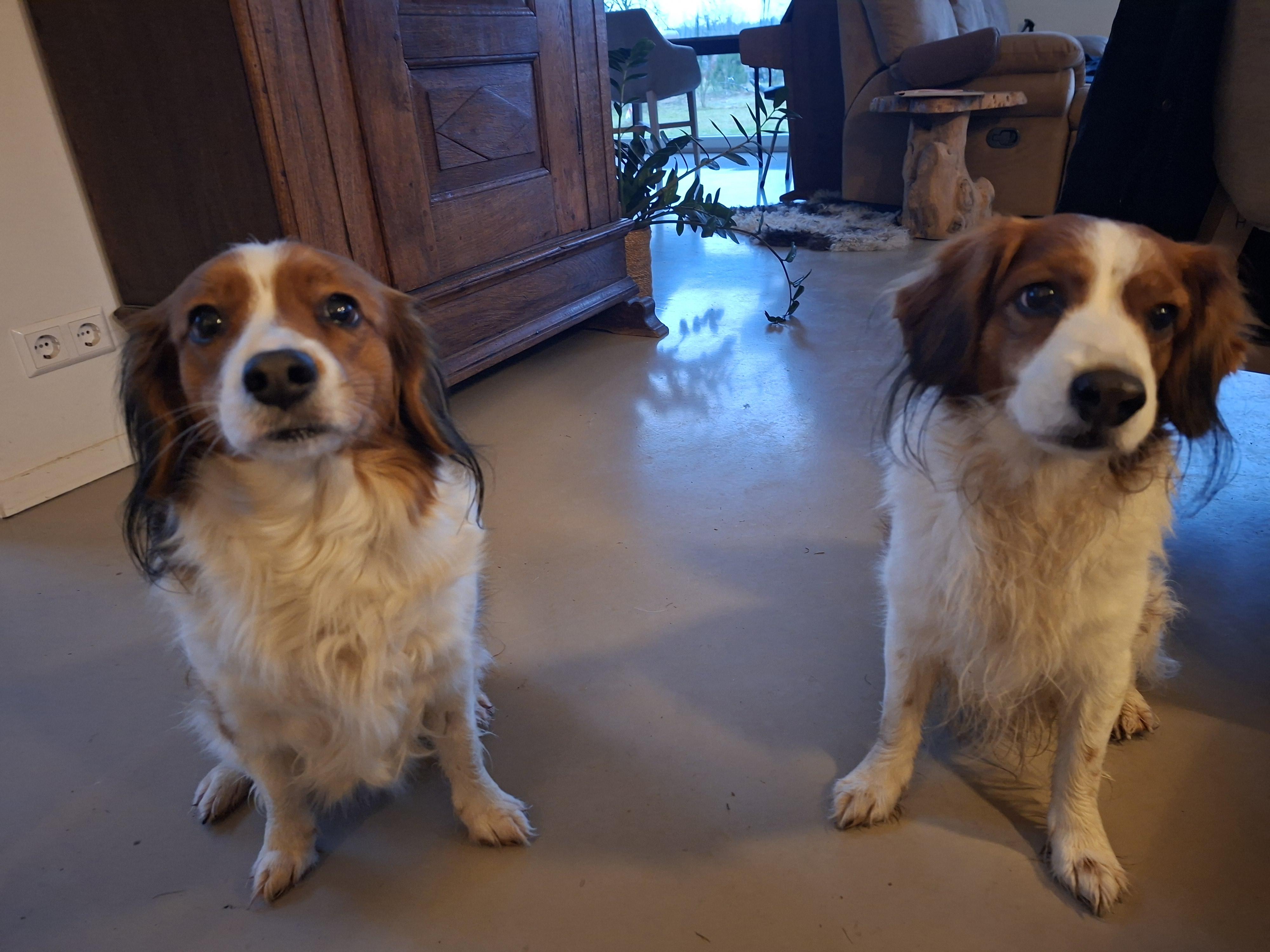 Het Nederlandse Kooikerhondje - Puppie Pupy Puppy kopen